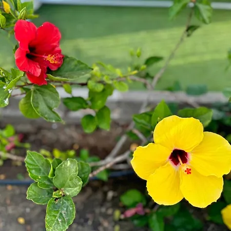 Hibiscus Hébergement de vacances *